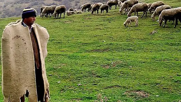 5 bin TL maaşı beğenen çıkmadı! Afganistan'dan 150 bin çoban ithal edilecek