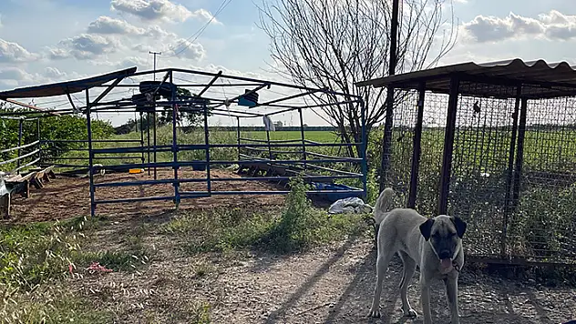 5 Kangal köpeği uyutarak, 45 kurbanlık koyunu çaldılar
