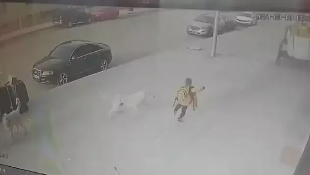 5 köpeğin arasında kalan Emir'in annesi: Çocuğum ölebilirdi
