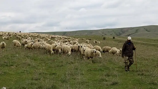 50 bin lira maaşa çalıştıracak çoban bulamıyorlar
