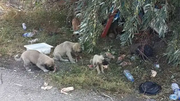 50 yavru köpeğin Ankara'da araziye bırakılmasıyla ilgili  Kulu Belediyesince soruşturma başlatıldı
