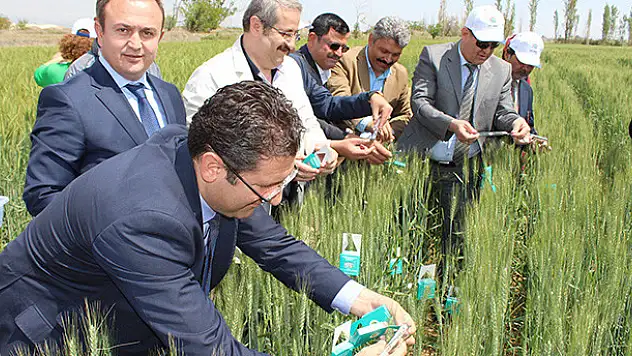 500 bin adet faydalı böcek salındı