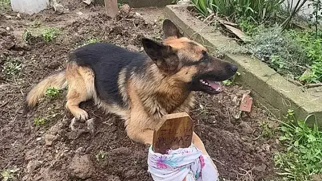 52 gün önce sahibi öldü, Poli mezarın başından ayrılmıyor