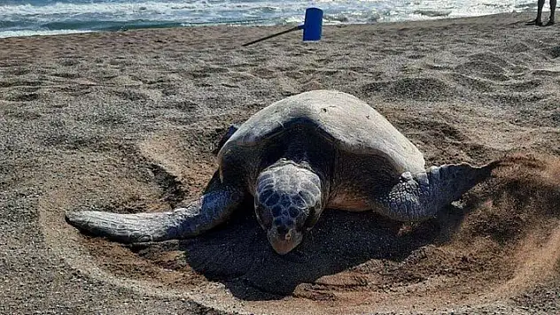 56 caretta carettadan haber yok

