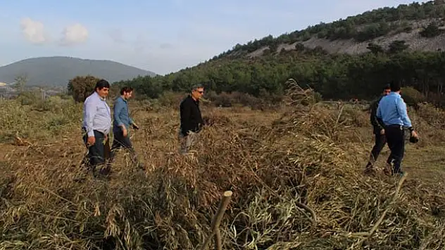 6 Bin Zeytin Ağacı Boşuna Mı Kesildi?