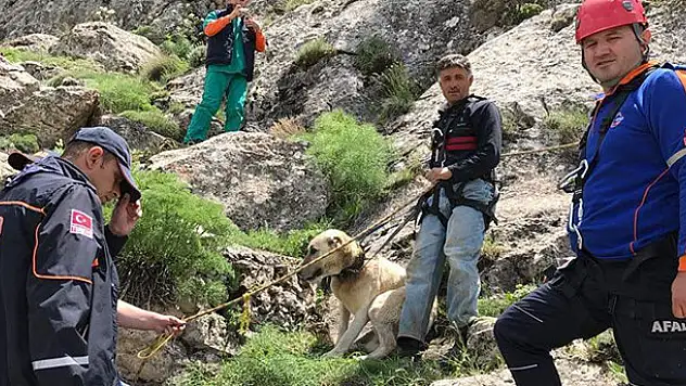 7 gündür dağda mahsur kalan çoban köpeği Pulsar kurtarıldı