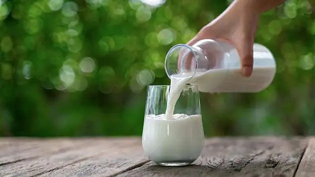 76.917 ton inek sütü ihaleyle satılacak