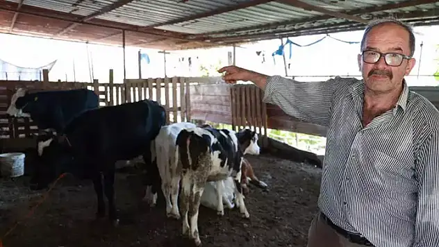 85 bin TL'ye satın aldığı inek sır oldu! 'Büyükbaş hayvancılığa başladım pişman oldum'
