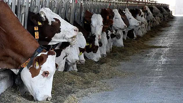 930 bin 745 büyükbaş varlığı ile Konya yine zirvede
