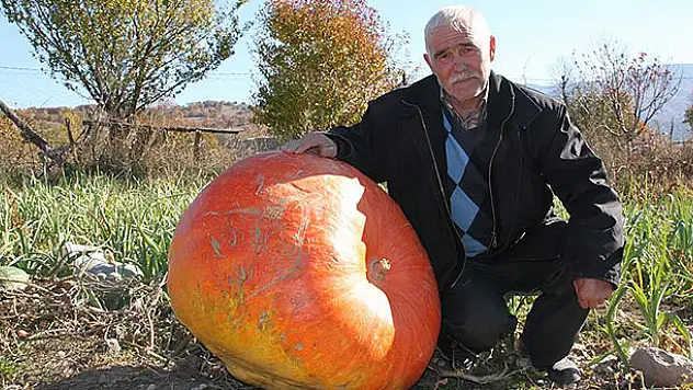 96 kilogramlık kabak görenleri şaşırtıyor