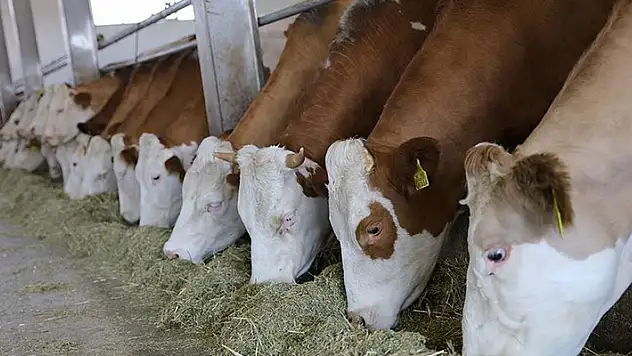 970 bin 876 hayvan ile Konya sığır varlığında ilk sıradaki yerini koruyor
