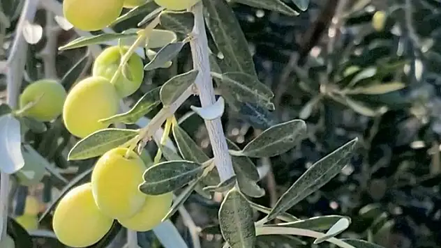 AB Komisyonu Mut zeytinyağını kayıt altına aldı
