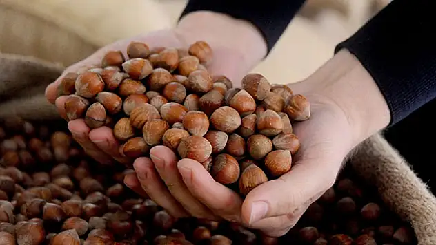 AB ülkelerine 357 ton 930 kilo fındık ihraç edildi