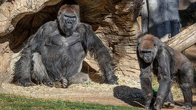 ABD'de korona testi yapılan gorillerin sonucu pozitif çıktı