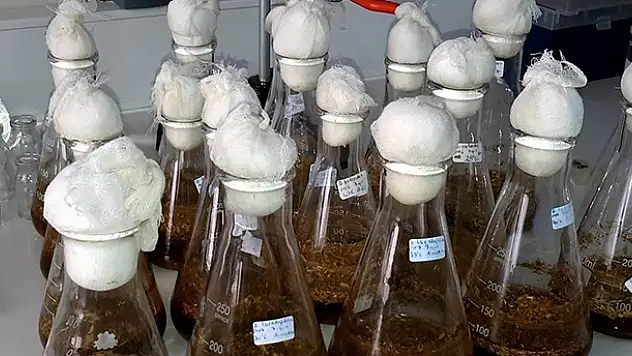 ABD'den sonra Türkiye'de üretmeyi başardı
