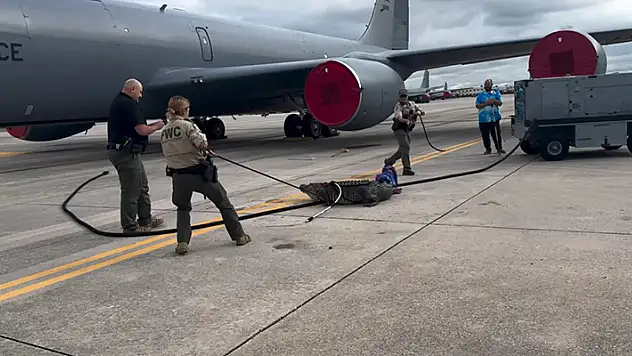 ABD'de bir timsah uçak pistine çıktı
