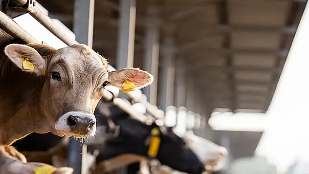 ABD'de süt ineğinden kuş gribi olan kişi sayısı 3'e çıktı
