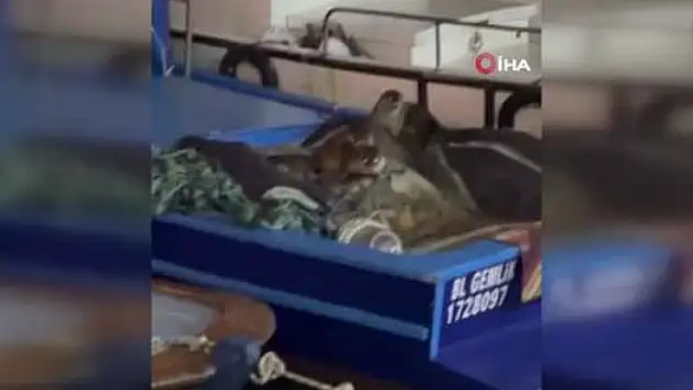 Aç kalan anne su samuru ve yavrularının tekneye sığındı anlar kamerada