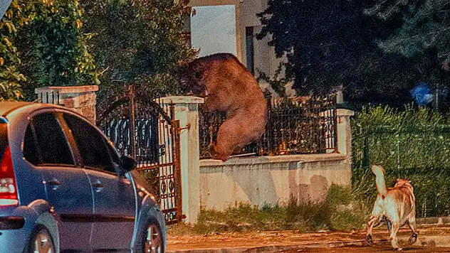 Aç kalan ayı başkentte şehre indi
