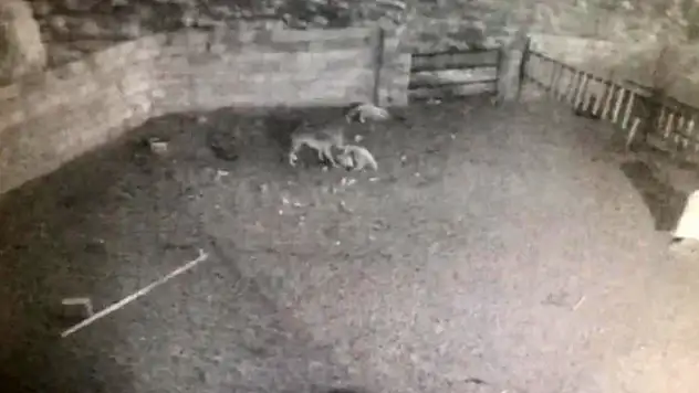 Aç kalan kurt ağıla girdi, 2 koyun telef oldu
