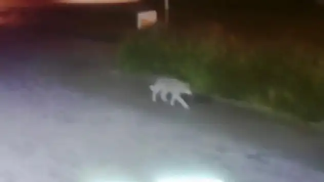 Aç kalan kurt şehre indi, o anlar kameraya yansıdı
