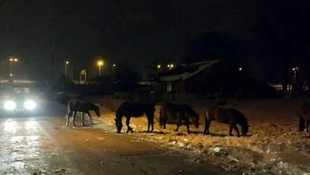 Aç kalan yılkı atları şehir merkezine indi

