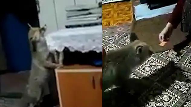 Aç kalınca köye dadanan tilki evlere kadar girip, ikram edilen yiyecekleri yiyor
