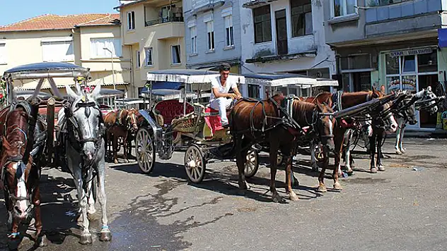Adalar'da 81 at itlaf edildi