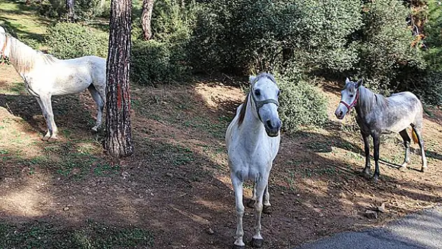 Adalar'da itlaf edilen atların sahipleri hakkında suç duyurusunda bulunuldu