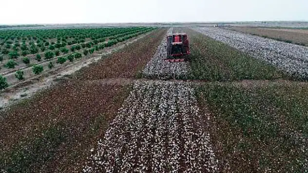 Adana'da 'Beyaz Altın' Hasadı başladı