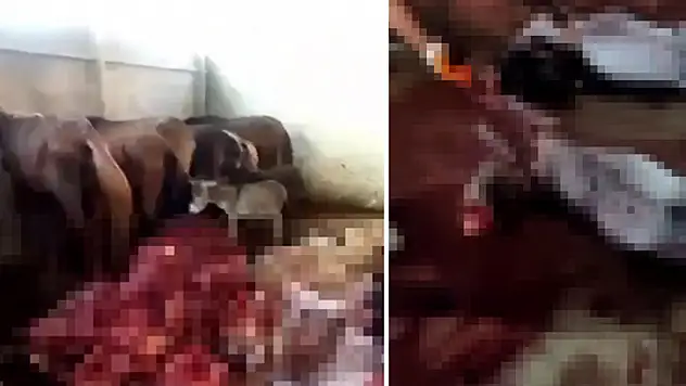 Adana'da depoda 12 kesilmiş, 2 kesilmemiş eşek 6 da at ele geçirildi

