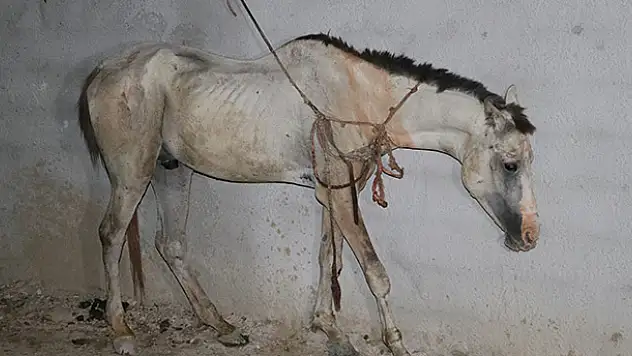 Adana'da kaçak at kesimi deposuna baskın