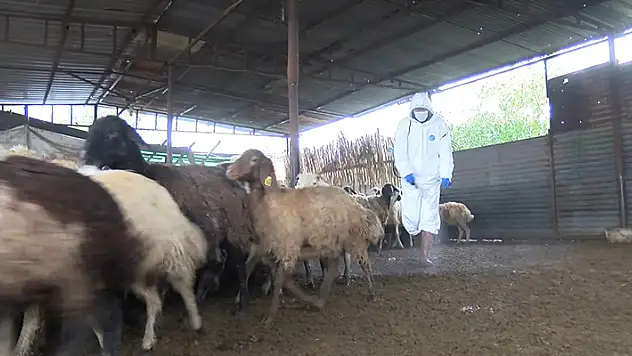 Adana'da 'mavi dil' hastalığı nedeniyle bir mahalle karantinaya alındı
