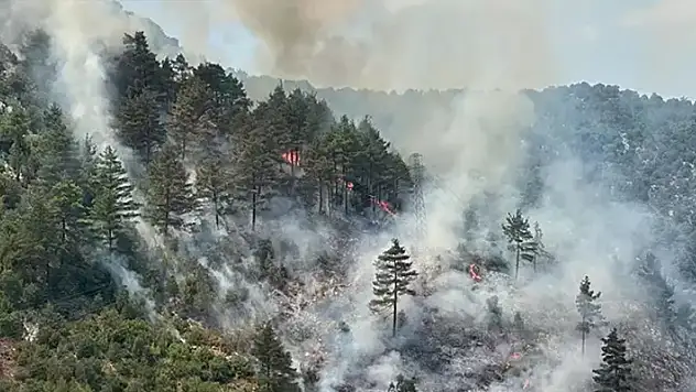 Adana'da orman yangını! Ekipler müdahale ediyor
