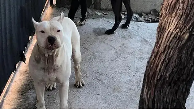 Adana'da pitbull cinsi köpeğin saldırısına uğrayan kız çocuğu yaralandı
