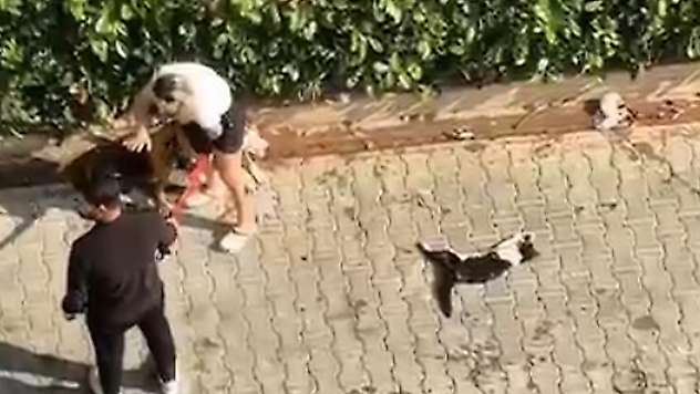 Adana'da pitbull dehşeti! Sahibi polisi aramayın diye yalvardı