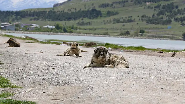 Adana'da sahipsiz köpeklerin saldırısına uğrayan 5 yaşındaki çocuğun tedavisi sürüyor
