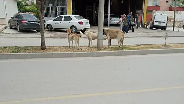 Adana'da sokak köpekleri saldırısından kaçan adam yaşamını yitirdi
