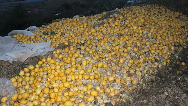 Adana'da tonlarca limon dere yatağına döküldü!