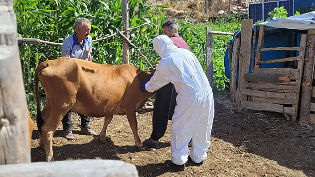 Adana'nın Feke ilçesinde şarbon hastalığı görüldü aşılama çalışması başlatıldı
