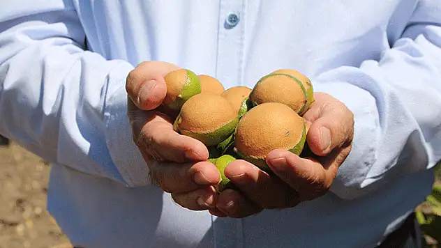 Adana'da aşırı sıcaklar ve poyraz limonu yaktı