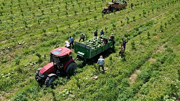 Adana'da karpuz fiyatları 7 liraya düştü

