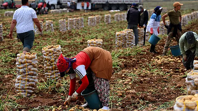 Adana'da patates hasadı başladı, tarlada kilogramı 22-24 lira