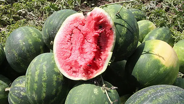Adana'da sezonun ilk karpuz hasadı başladı tarlada kilosu 7 TL