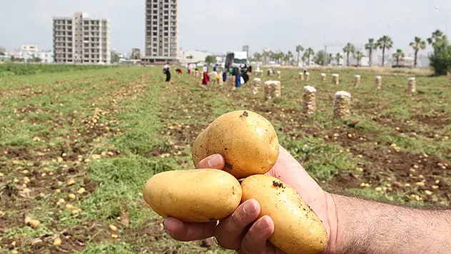 Adana'da zirai don nedeniyle patatesin rekoltesi düştü