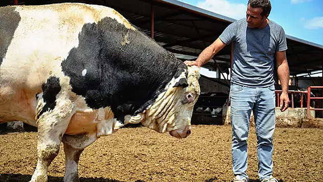 Adı 'Minik', kendi dev gibi! Konya'da 1,5 tonluk boğa alıcısını bekliyor