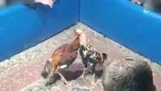 Adres Konya! Hayvan koruma derneğinde horoz dövüştürürken yakalandılar