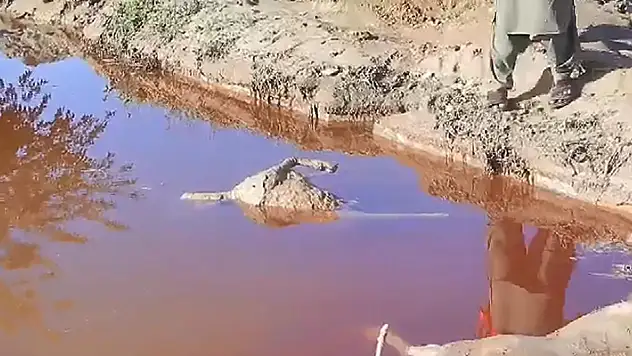 Afganistan'da sel felaketinde hayvanlar telef oldu

