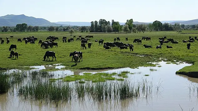 Afrika değil Tokat, bu görüntüler belgeselleri aratmadı
