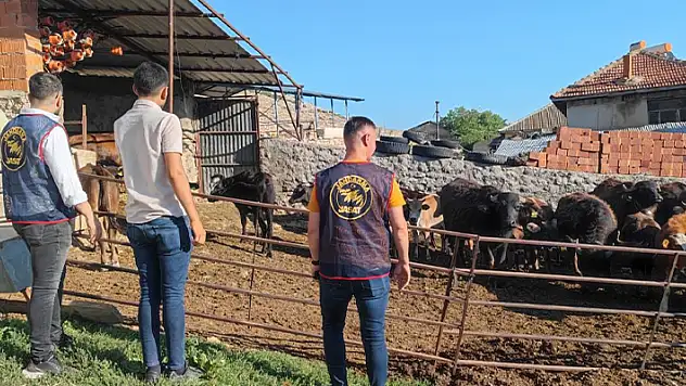 Afyonkarahisar'da çalınan büyükbaş hayvanlar Isparta'da bulundu
